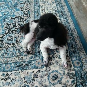 Meet your Posher, Kay